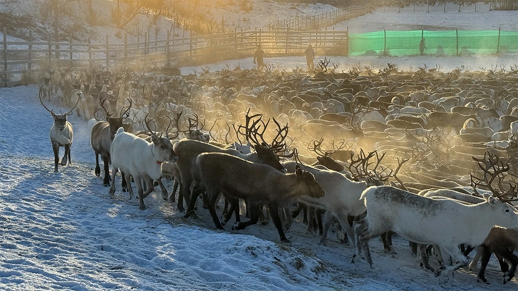 A herd of reindeer is gathered in an outdoor enclosure. There is snow on the ground and frost smoke in the air.