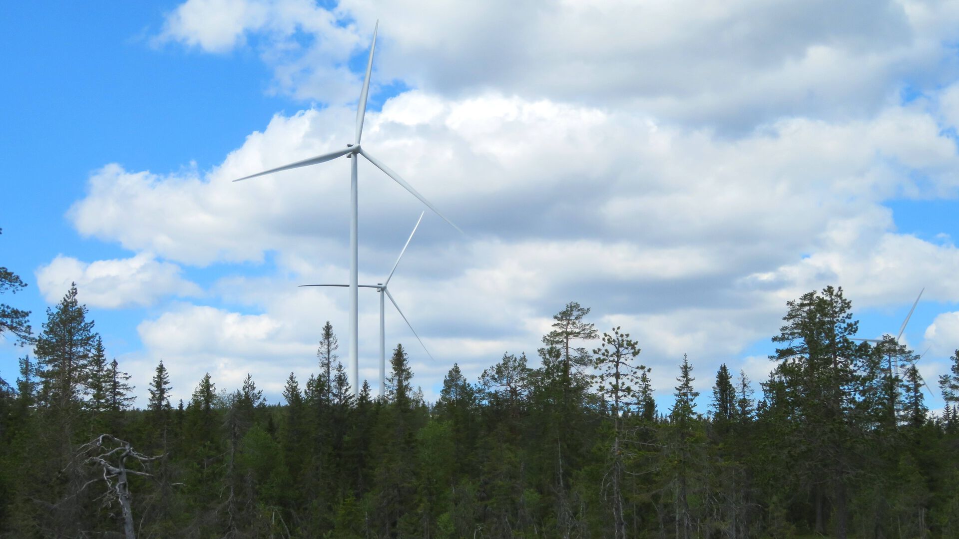 Two windmills stretch up from a forest of coniferous trees. Blue sky with white clouds.