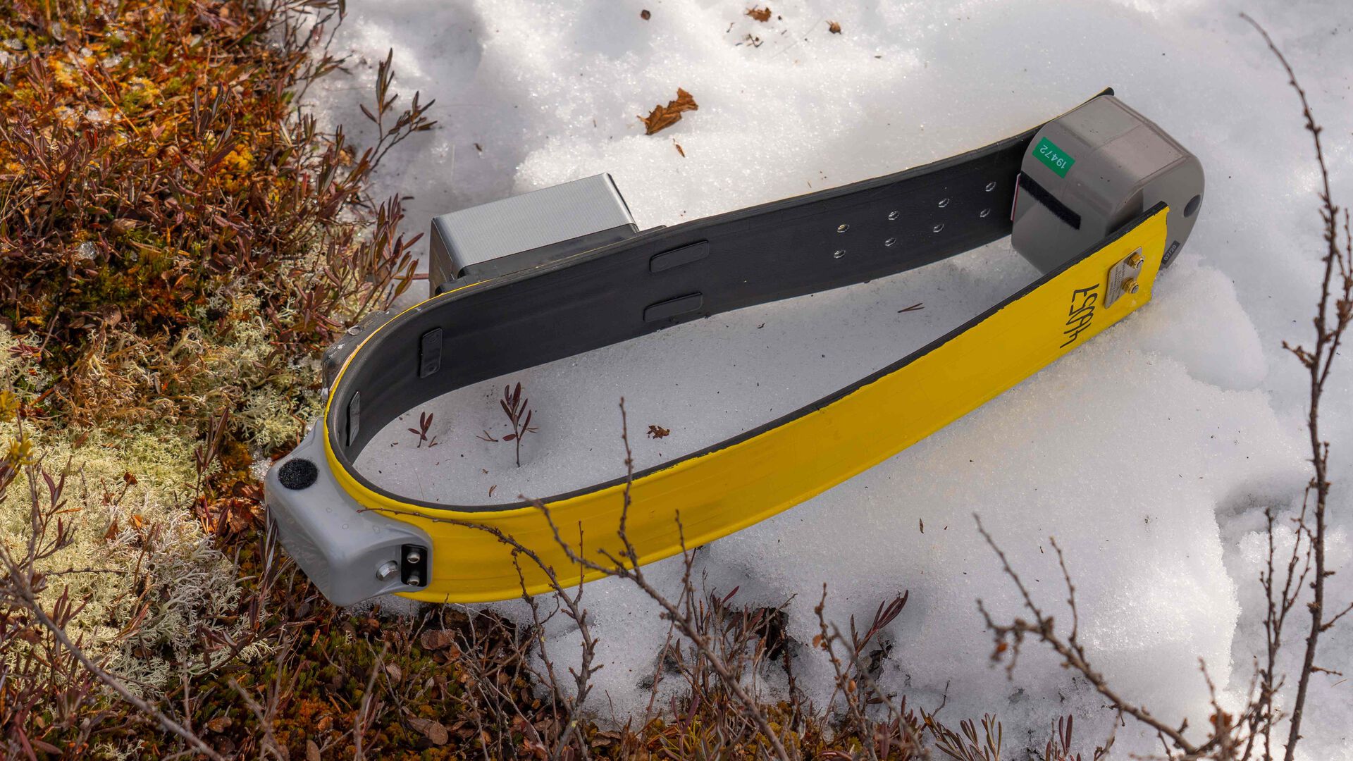 A yellow GPS collar lies on the snow on the ground, there is moss and lichen on the outskirts of the snow.