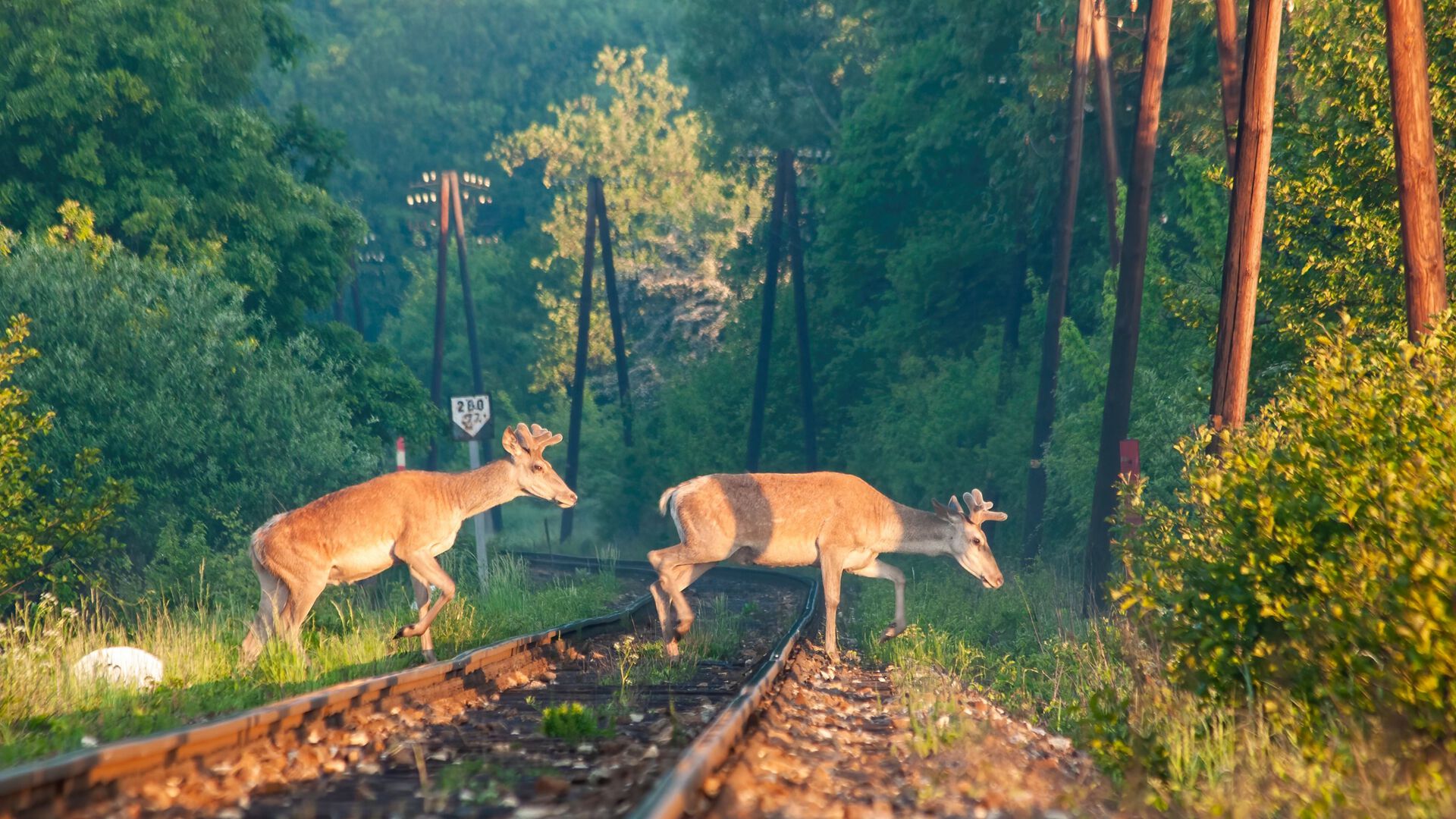 A pair of red deer stags, cervus elaphus, passing on the other side of the railroad.