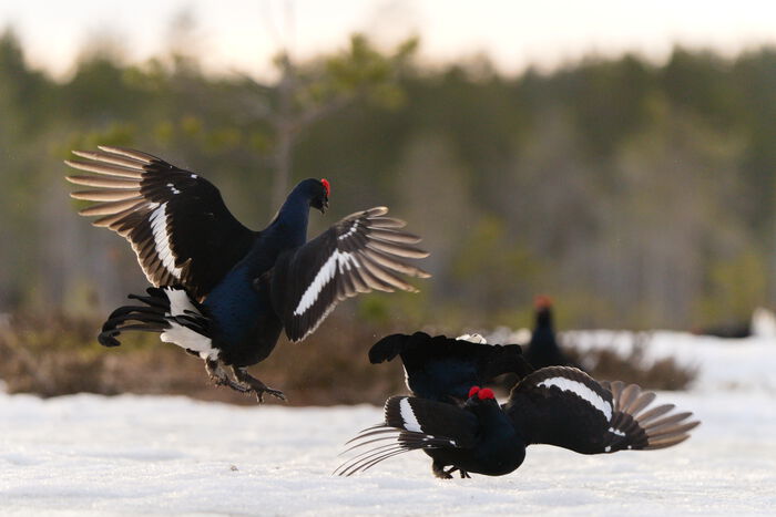 Two black grouse males are lekking on a bog with pine forest in the background. Picture taken at daybreak.