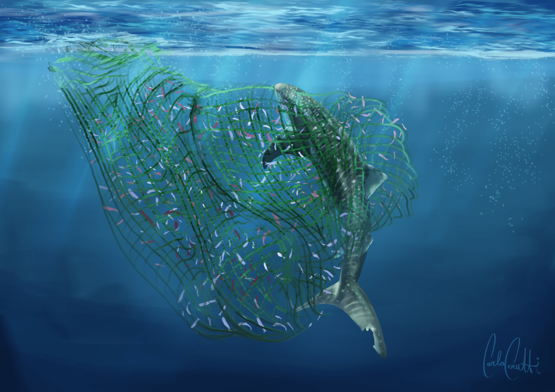 In a bluish sea, a large fish swims entwined in green fishing net.