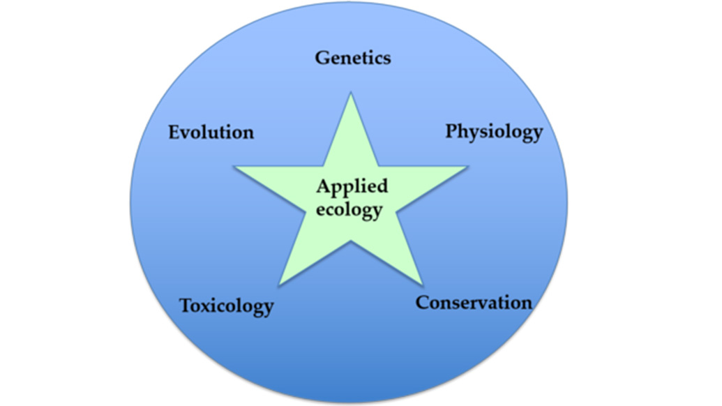 Model describing the group. In the center there is a star and around it a circle. In the star it is written "applied ecology". In the circle around the star it is written "genetics", "physiology", "conservation", "toxicology" and "evolution".