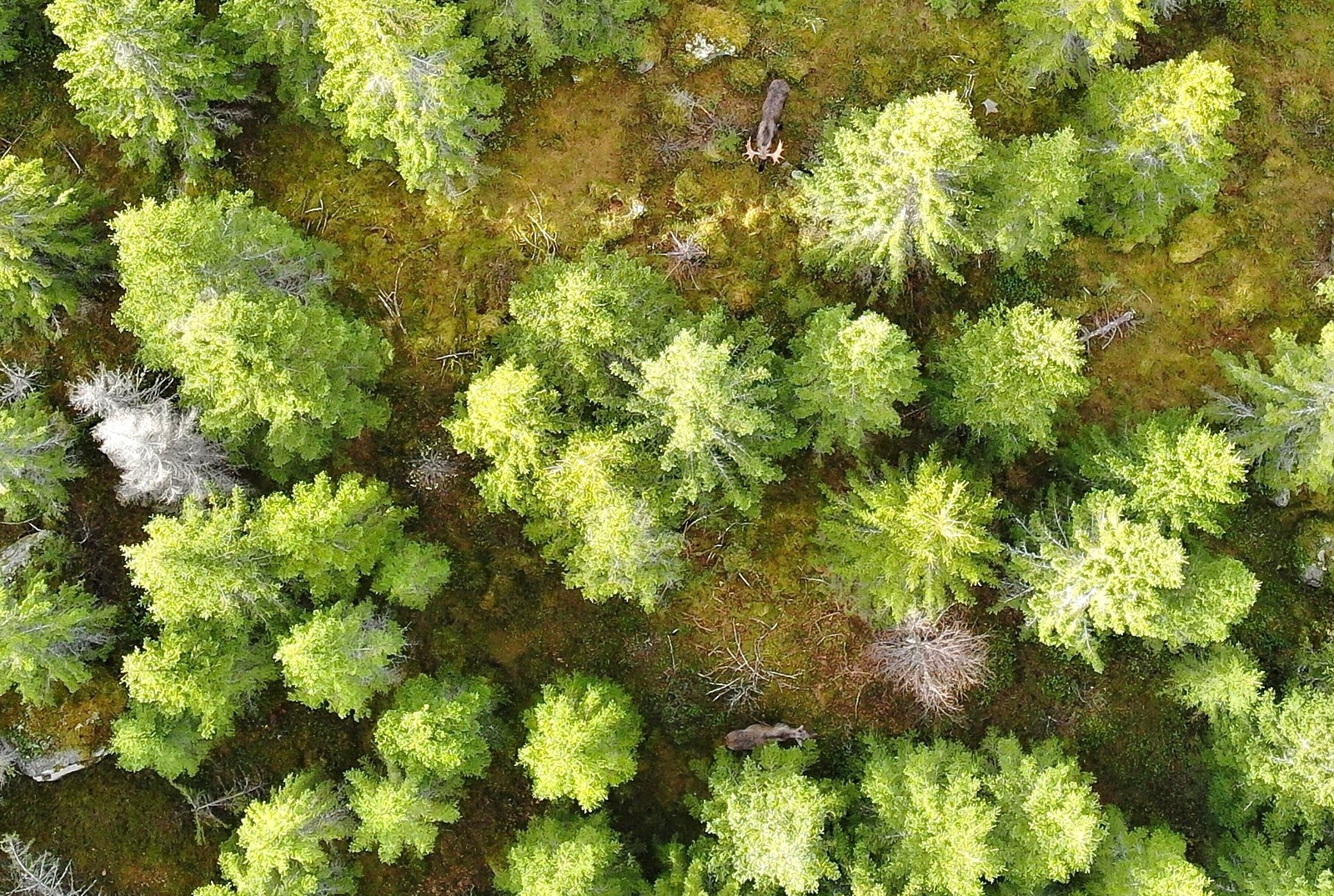 Moose observed from a drone