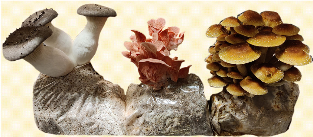 3 mushrooms