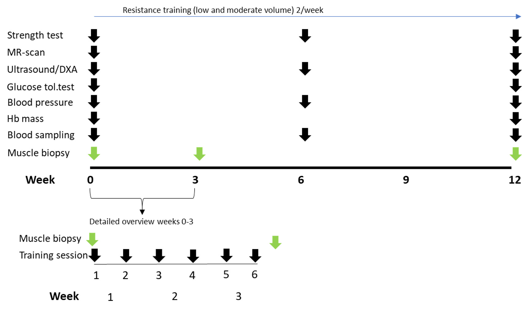 Figure 1. Timeline of the study, including timing of testing/measurements. Hb, hemoglobin