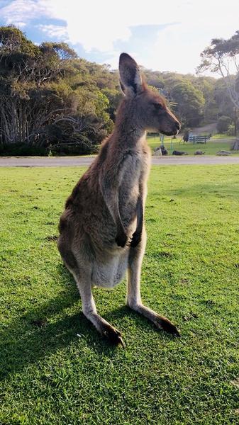 Møte med en kenguru på nært hold