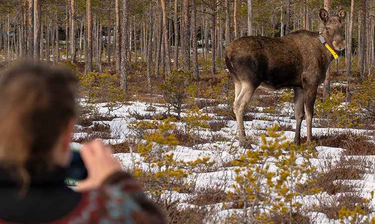 A person stands in front of a moose taking a picture. The moose stands in the forest after it was fitted with a GPS collar.