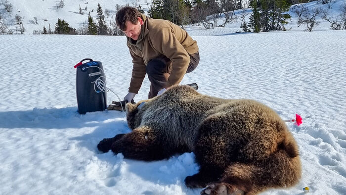 Bilde av Boris ved siden av en brunbjørn som er bedøvd med pil som han tar prøver av på et snødekt jorde