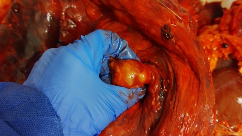 Bilde av indre organer hos elg med byller