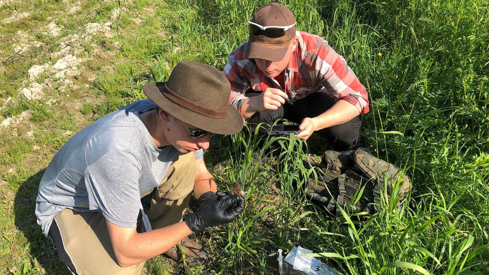 To forskere studerer mus i felt