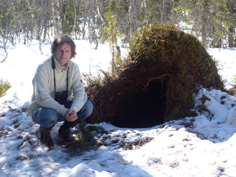 Bilde av forsker Petter Wabakken foran et bjørnehi