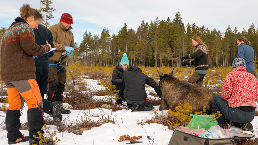 Åtte forskere jobber rundt en bedøvet elg som ligger på bakken. Det er vinter. 