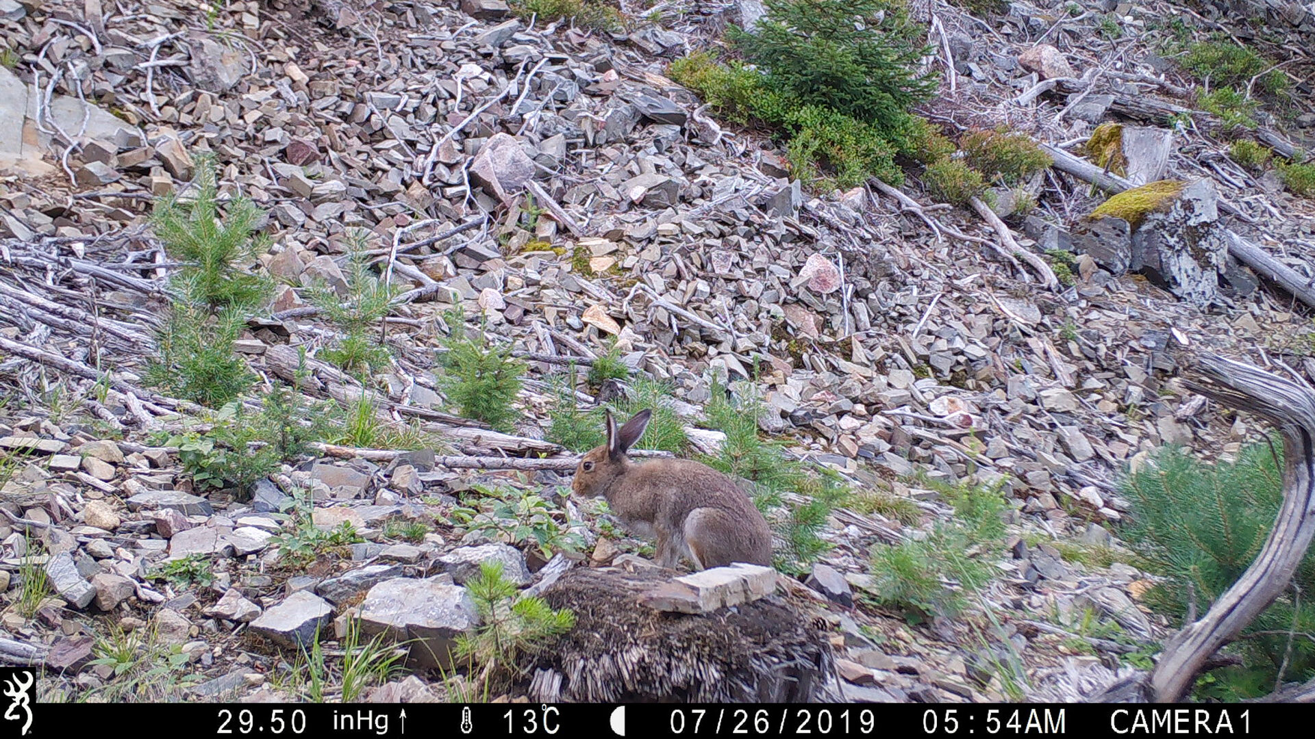 Bilde av en godt kamuflert brun hare mot en steinete bakgrunn