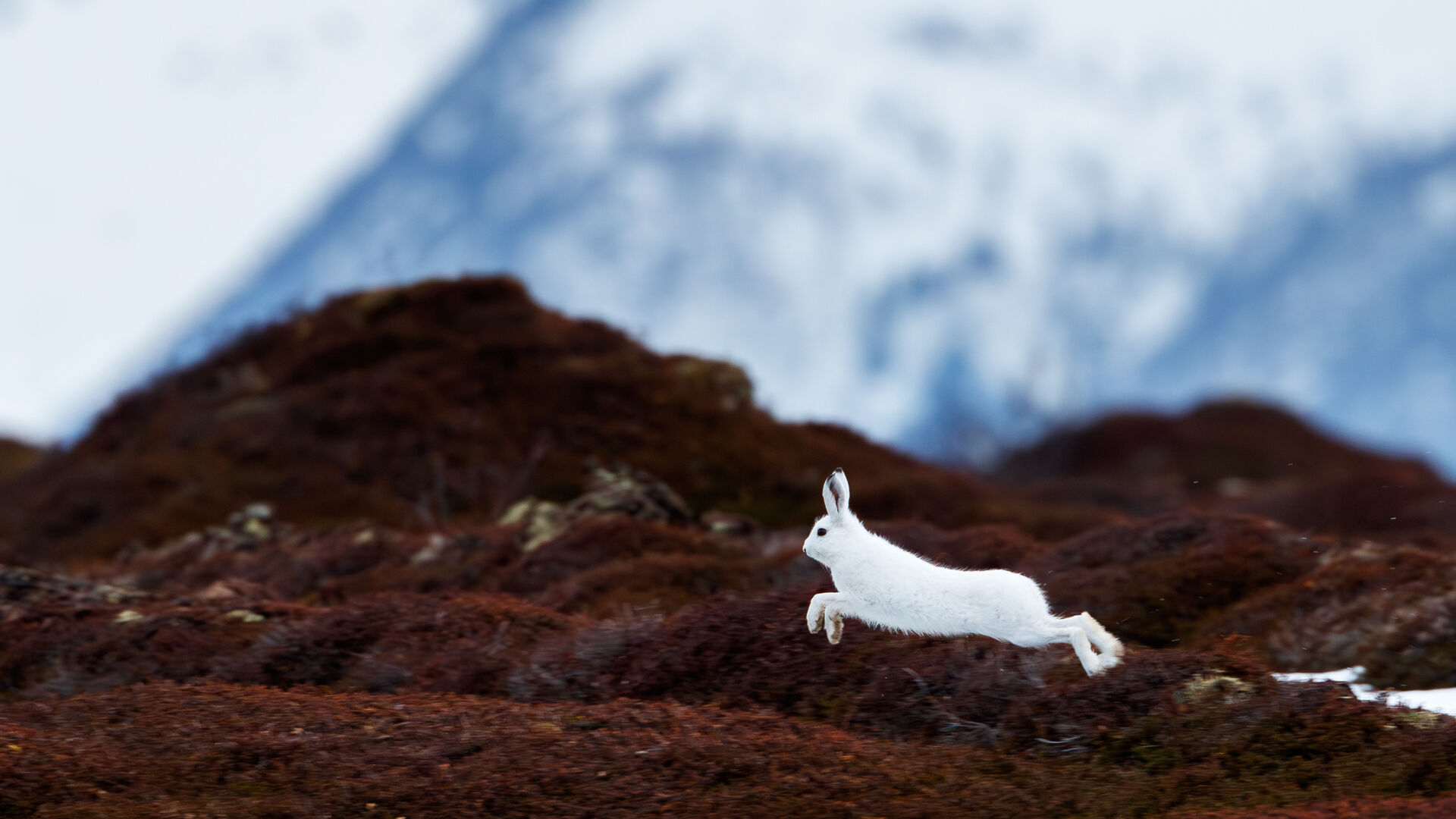 En hvit hare som hopper med jord og et snødekt fjell i bakgrunnen
