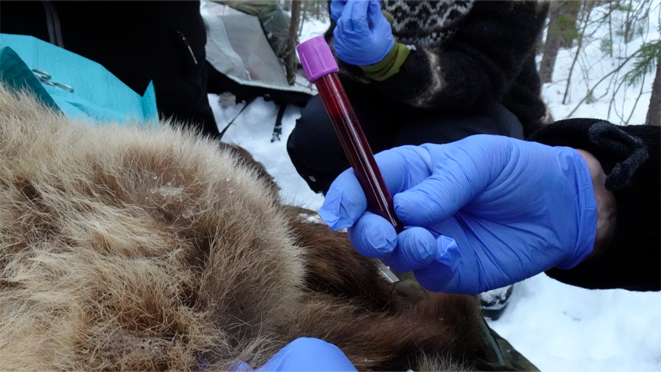 Blodprøve i reagensrør med bjørn i bakgrunnen