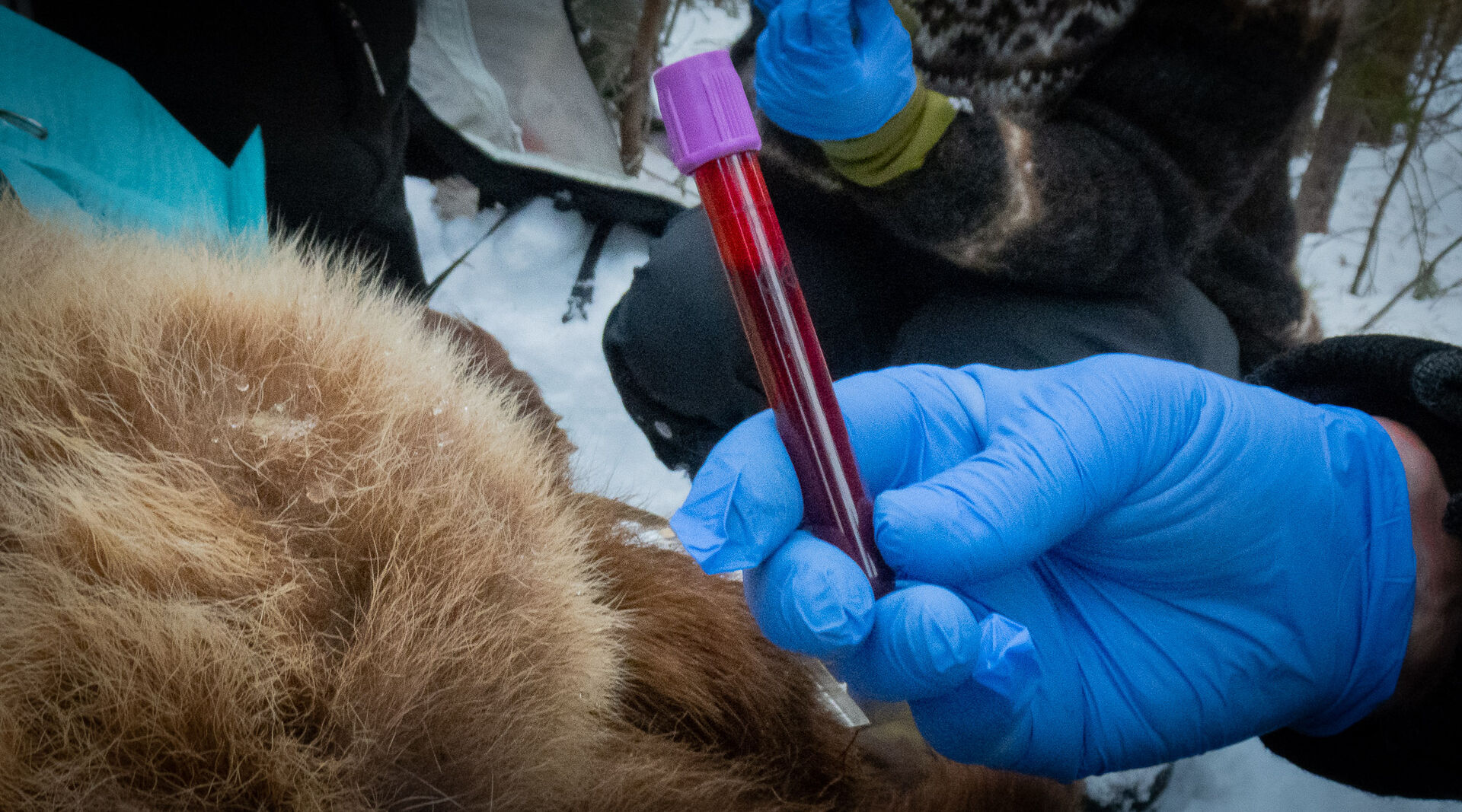 A closeup photo of a test tube filled with bear blood. 