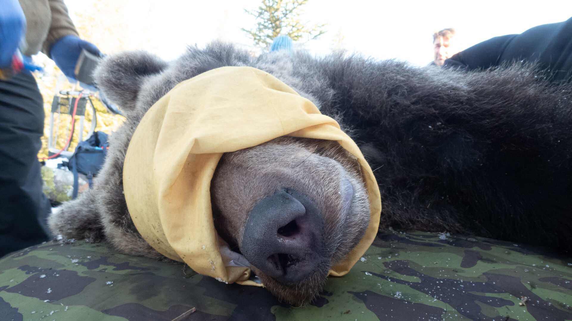 A closeup photo of a bear's head with a yellow blindfold over its eyes. 