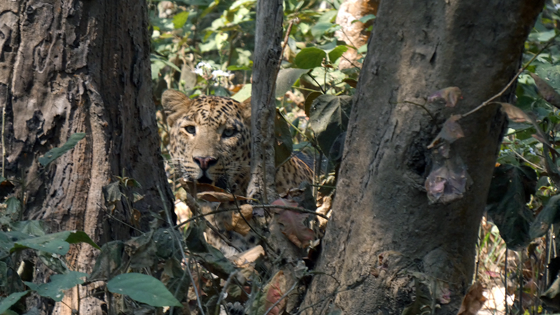 En leopard som titter fram mellom to brune trær og noen grønne busker. 