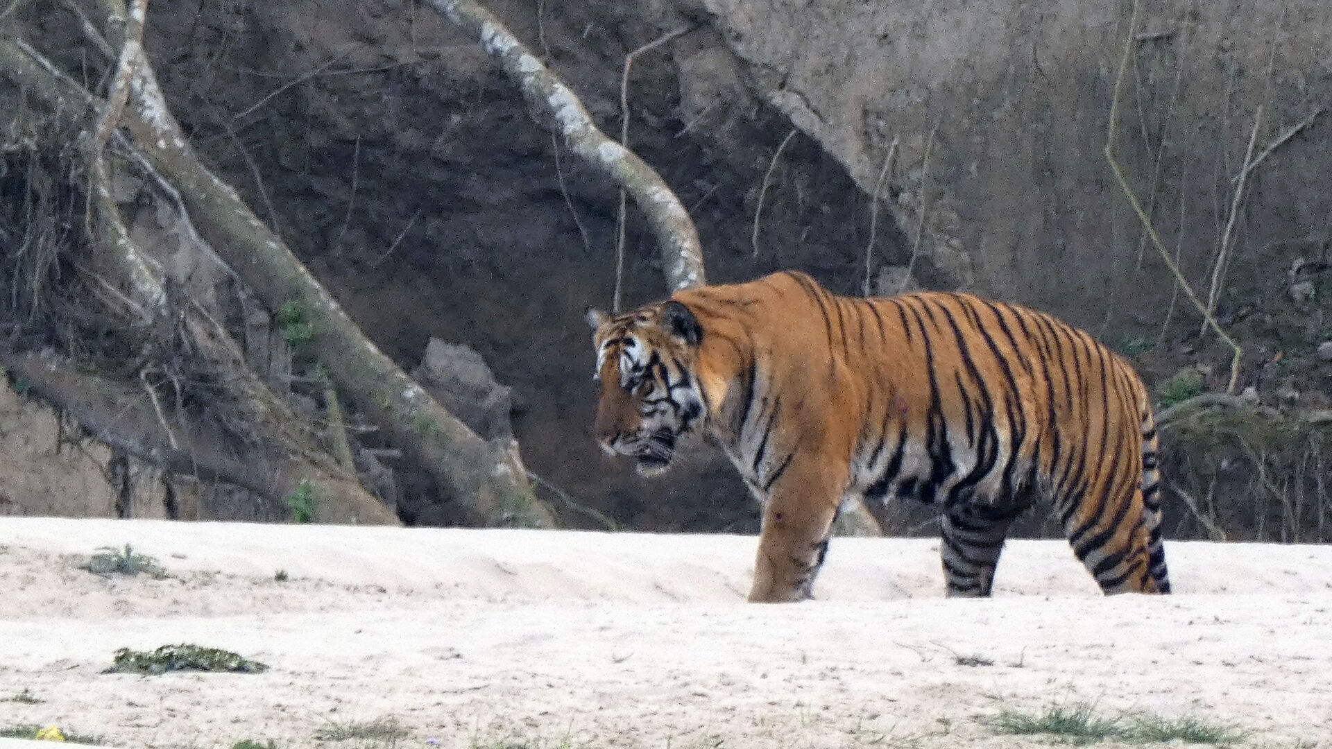 En tiger som vandrer ute i naturen i Nepal. 