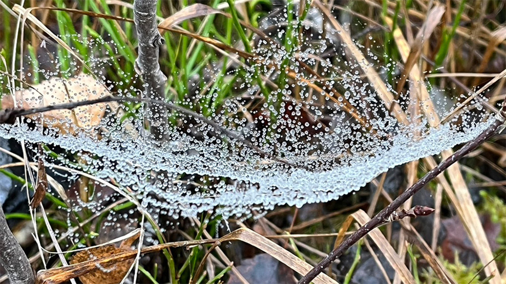 Bildet viser et spindelvev med vanndråper på.